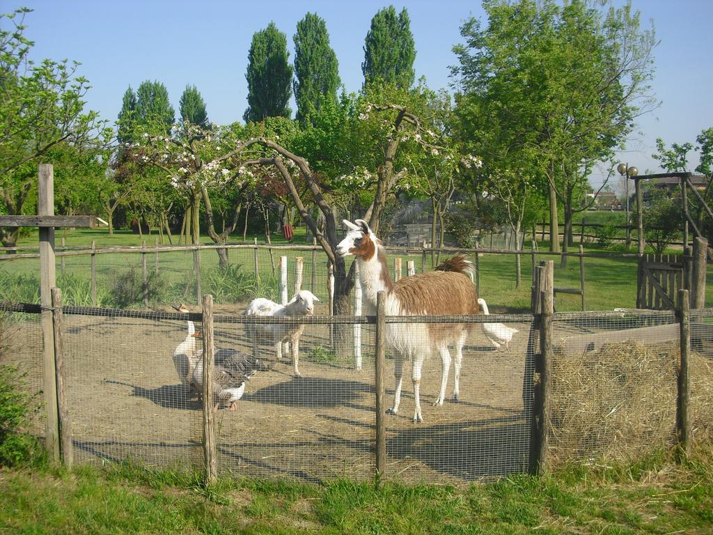 Agriturismo La Penisola Pensionat Campo San Martino Eksteriør billede